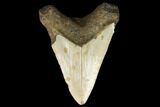 Fossil Megalodon Tooth - North Carolina #124632-2